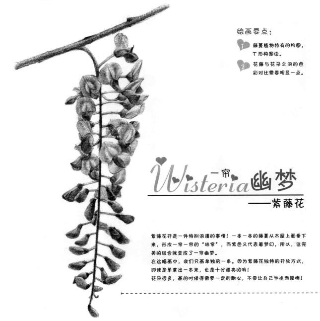 紫藤花素描画法
