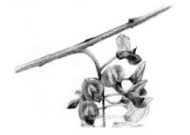 紫藤花素描逐个细化画法步骤02