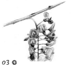 紫藤花素描逐个细化画法步骤03