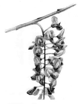 紫藤花素描逐个细化画法步骤04