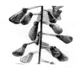 紫藤花素描逐个细化画法步骤05