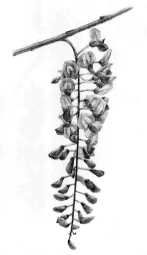 紫藤花素画