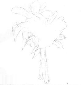 忍冬花的素描画线稿画法步骤02