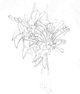 忍冬花的素描画线稿画法步骤02