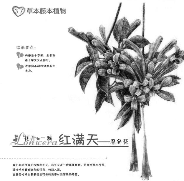 忍冬花的素描画法