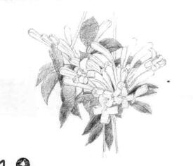 忍冬花的素描铺大色画法步骤01