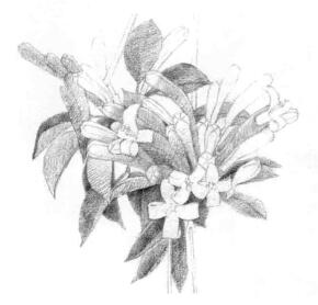 忍冬花的素描铺大色画法步骤02