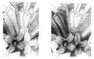 忍冬花的素描逐个细化画法步骤02
