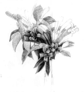 忍冬花的素描逐个细化画法步骤03
