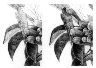 忍冬花的素描逐个细化画法步骤05