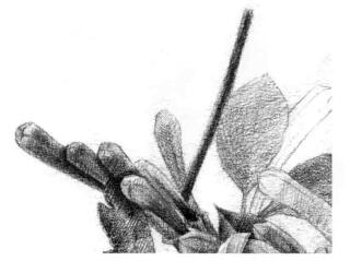 忍冬花的素描逐个细化画法步骤06