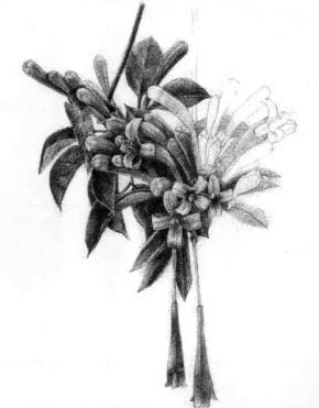 忍冬花的素描逐个细化画法步骤07