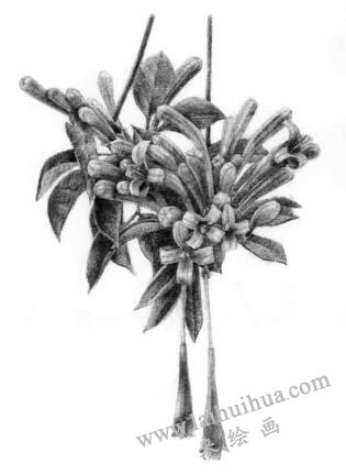 忍冬花的素描逐个细化画法步骤10