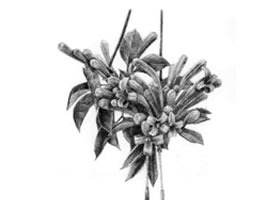 忍冬花的素描画法