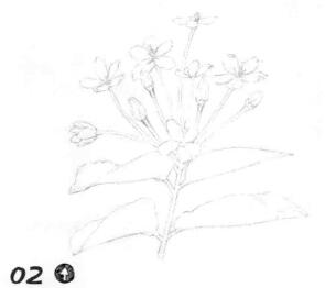 使君子素描画线稿画法步骤02