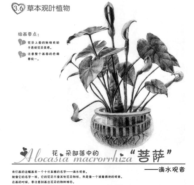 滴水观音素描画法