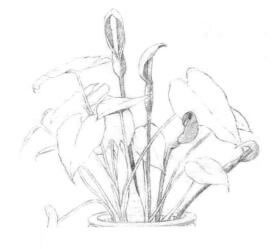 滴水观音素描画线稿画法步骤01