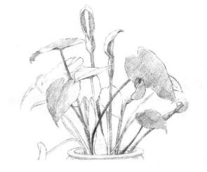 滴水观音素描画线稿画法步骤02
