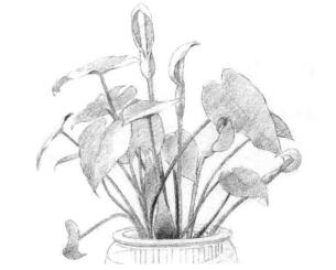 滴水观音素描画线稿画法步骤03