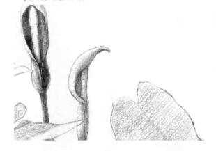 滴水观音素描逐个细化画法步骤01