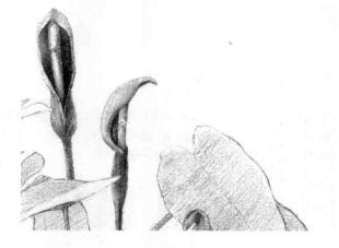 滴水观音素描逐个细化画法步骤02
