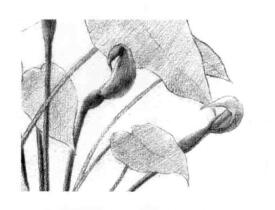 滴水观音素描逐个细化画法步骤04