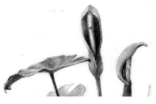 滴水观音素描逐个细化画法步骤05