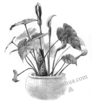 滴水观音素描逐个细化画法步骤08