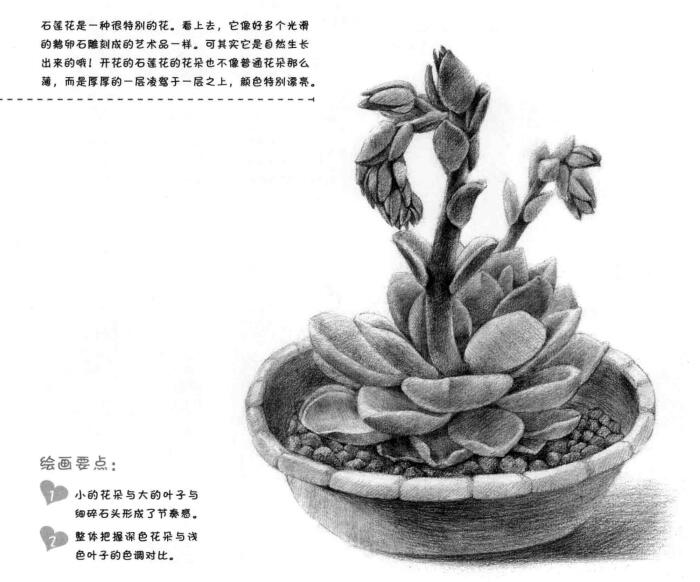 石莲花的素描画法