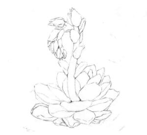 石莲花的素描画线稿画法步骤03