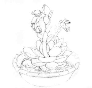 石莲花的素描画线稿画法步骤04