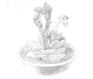 石莲花的素描铺大色画法步骤01