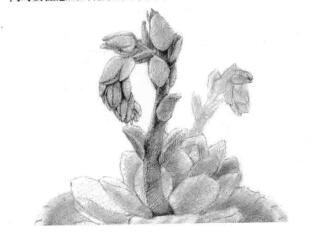 石莲花的素描铺大色画法步骤02