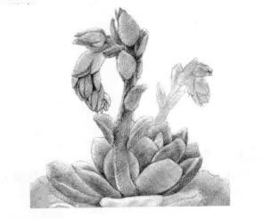 石莲花的素描铺大色画法步骤03