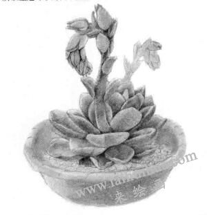 石莲花的素描铺大色画法步骤04