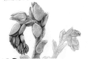 石莲花的素描逐个细化画法步骤01