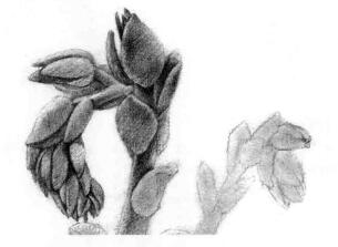 石莲花的素描逐个细化画法步骤02