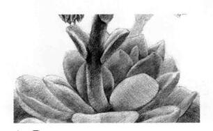 石莲花的素描逐个细化画法步骤03