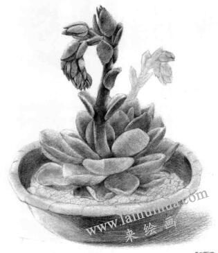 石莲花的素描逐个细化画法步骤04