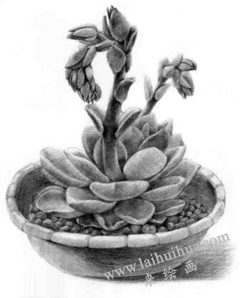 石莲花的素描画法
