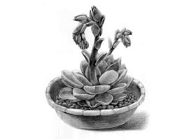 石莲花的素描画法