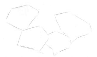 番红花的素描画法步骤02