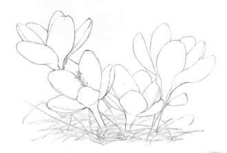 番红花的素描画法步骤04