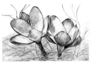 番红花的素描逐个细化画法步骤03
