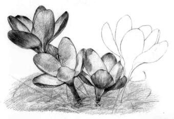 番红花的素描逐个细化画法步骤04