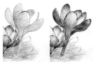 番红花的素描逐个细化画法步骤05