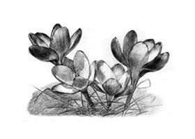 番红花的素描画法