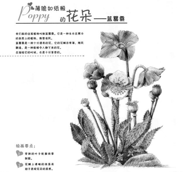 蓝罂粟的素描画法