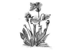 蓝罂粟的素描画法