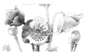 蓝罂粟的素描逐个细化画法步骤02